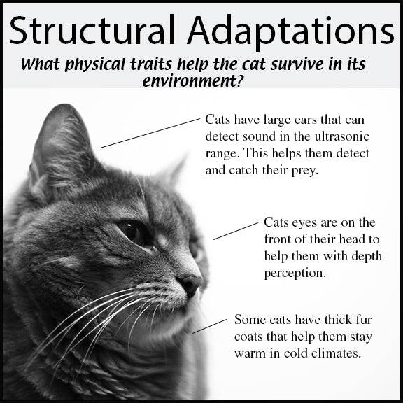 Animal Research Project - Animal Adaptations Project - Evolution Project - PBL