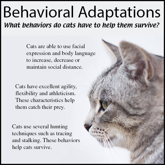 Animal Research Project - Animal Adaptations Project - Evolution Project - PBL