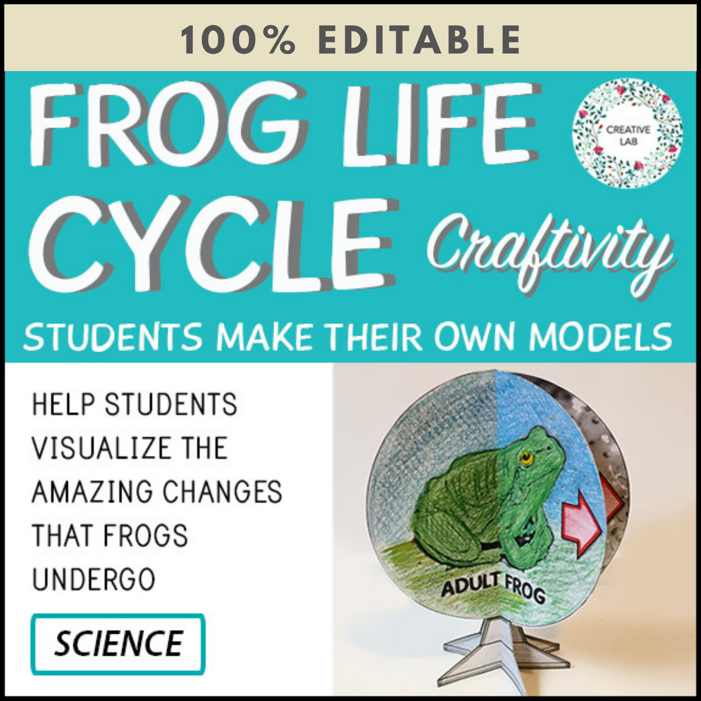 Frog Life Cycle - 3D Model Craft Activity - 100% Editable