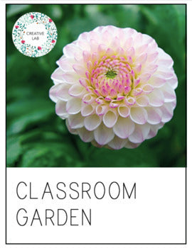 Classroom Garden - Garden Based Learning - GBL