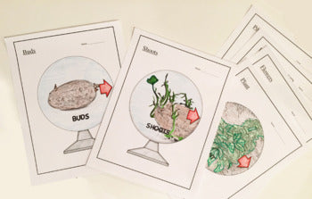 Potato Life Cycle - 3D Model Craft Activity - 100% Editable