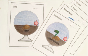 Plant Life Cycle - 3D Model Craft Activity - 100% Editable