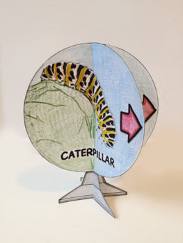 Butterfly Life Cycle - 3D Model Craft Activity - 100% Editable