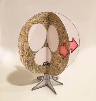 Chicken Life Cycle - 3D Model Craft Activity - 100% Editable // Printable Teaching Resource // No Prep Classroom //