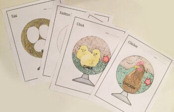 Chicken Life Cycle - 3D Model Craft Activity - 100% Editable // Printable Teaching Resource // No Prep Classroom //