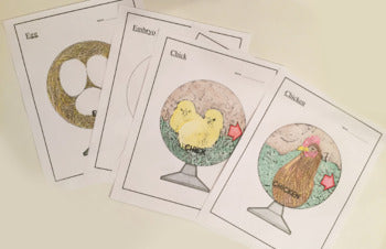 Chicken Life Cycle - 3D Model Craft Activity