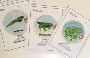 Frog Life Cycle - 3D Model Craft Activity - 100% Editable