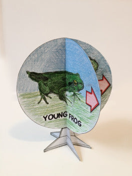 Frog Life Cycle - 3D Model Craft Activity - 100% Editable