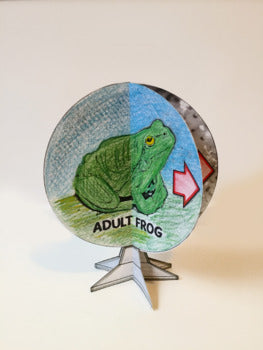 Frog Life Cycle - 3D Model Craft Activity - 100% Editable