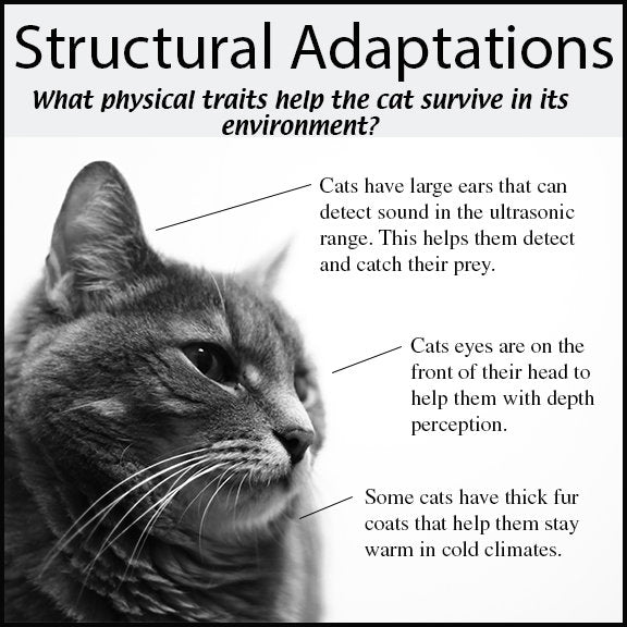 Animal Research Project - Adaptations and Evolution - PBL // Printable Teaching Resource // No Prep Classroom // Project Based Learning